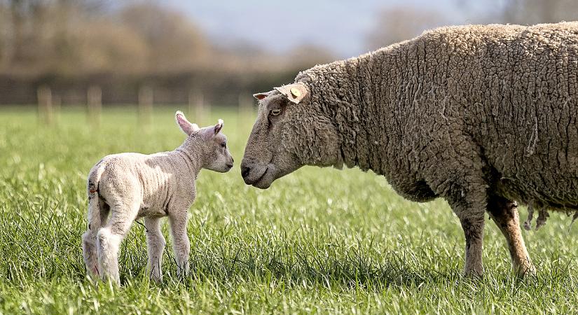Stabil ár, élénk kereslet: aranyat érhet idén a húsvéti bárány
