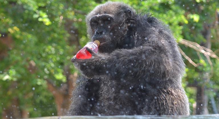 A csimpánzok tényleg iszákosak