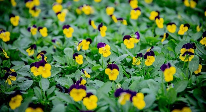 Megindult a roham a szezon slágervirágáért, ennyibe kerül idén