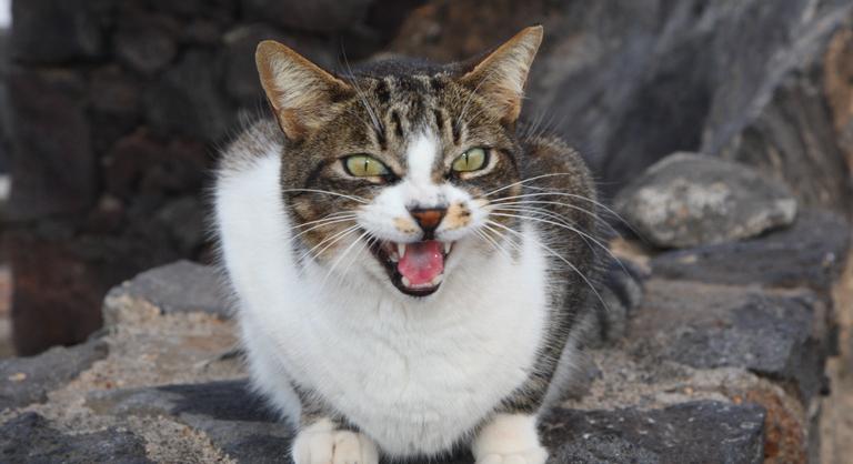 Brüsszelre ugathatnak és fújhatnak hamarosan a kutyák és a macskák is