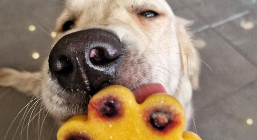 Közönségszavazatok döntöttek, ez a Fejér vármegyei cukrászda lett a győztes