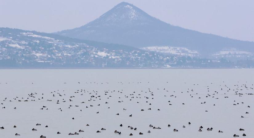 Februári madárszámlálás a Balatonnál: ritkaságok és meglepő rekordok