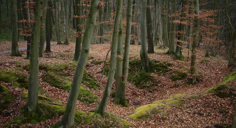 Meghosszabbítják az erdőlátogatási korlátozást ebben az erdőben