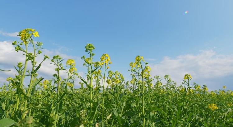 Szárormányosok a repcében: még csend van, de meddig?