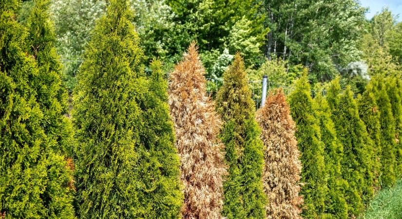 Búcsú a tujáktól: Miért pusztulnak ki tömegesen, és mi kerüljön a helyükre?