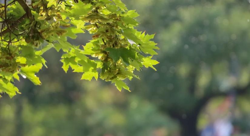 Napos, az átlagosnál enyhébb, tavaszias idő várható március első hetében