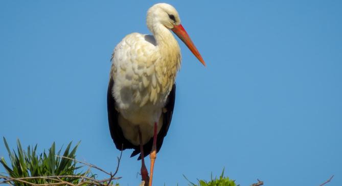 Megérkezett az első gólya Bodrogkeresztúrra