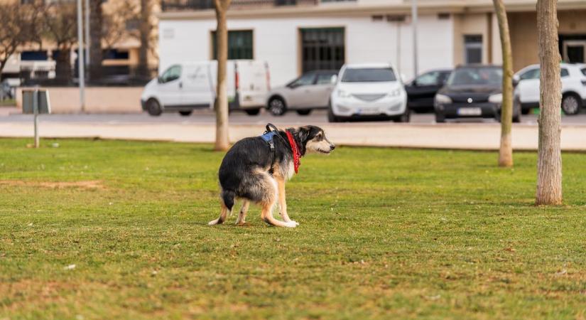 Kutyatartási etikett: ha a kutyád a kaposvári Fő utcára kakil, az nincsen rendben, főleg ha össze se szeded