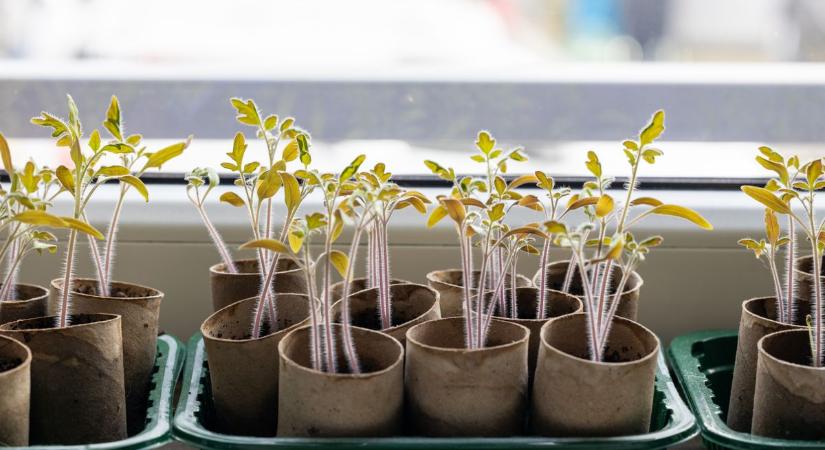 Csendes forradalom a kertekben: ami most gazdát cserél, jövőt terem