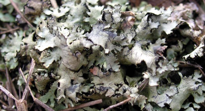 Védett növényeink: a magyar bodrány