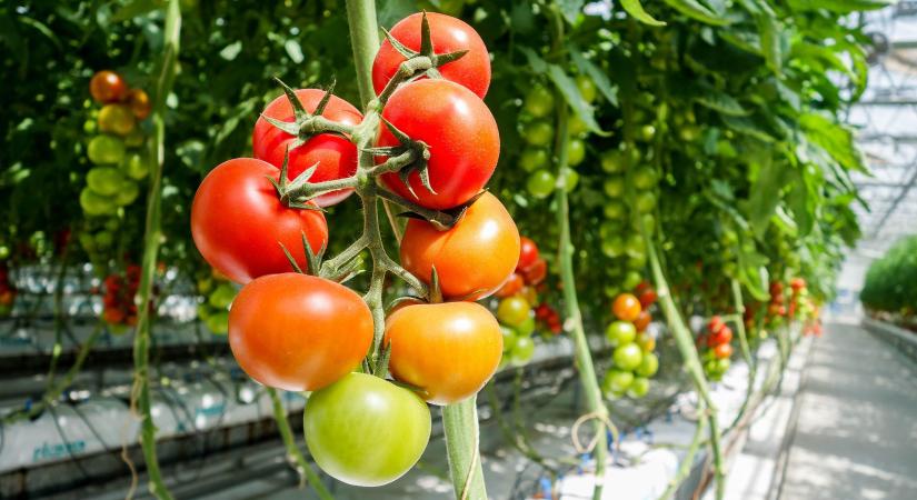 Geotermikus energiával fűtött üvegházból hódítaná meg Európát a török paradicsom