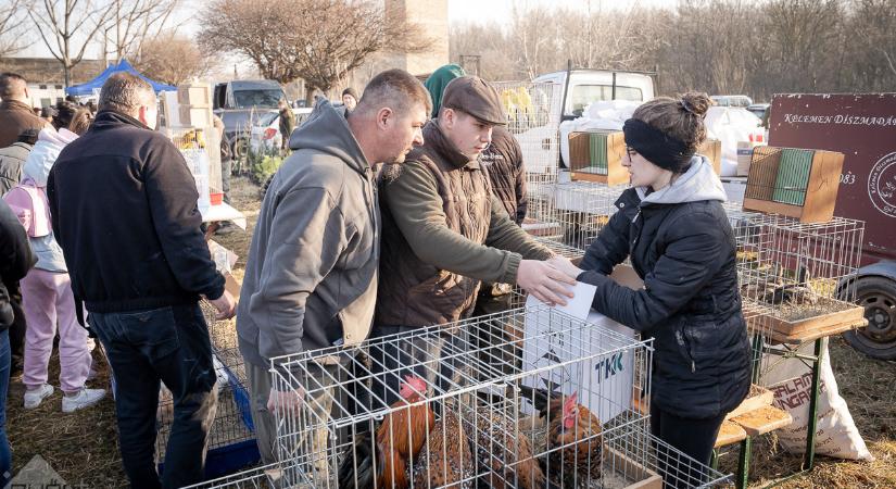 Falusi udvar a város szélén – vidám hangulatban telt az év első győri kisállat- és növénybörzéje