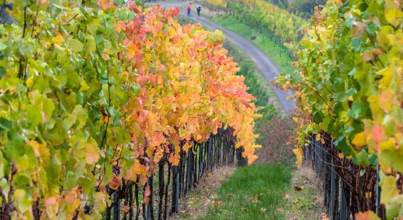 Miért éppen a legszebb tőkék pusztulnak el először? A fitoplazma kegyetlen logikája