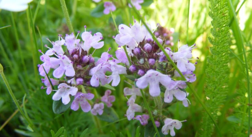 Kakukkfű lett az Év gyógynövénye