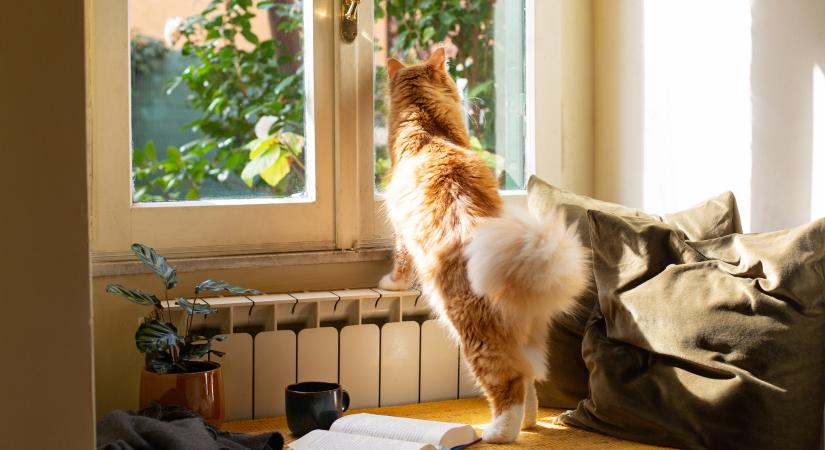 Mit csinál a macskád, amikor nem vagy otthon?