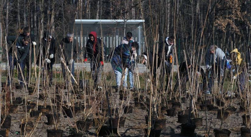 Elültették a veszprémi Miyawaki erdőt – 500 fa és 500 cserje került a földbe