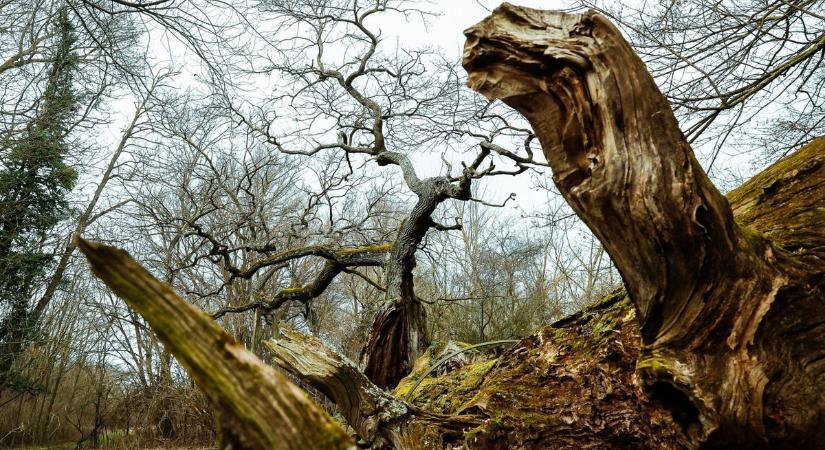 Villám sújtotta, mégis él – hogyan alakul az „ezeréves” tölgy sorsa a kis vasi településen?