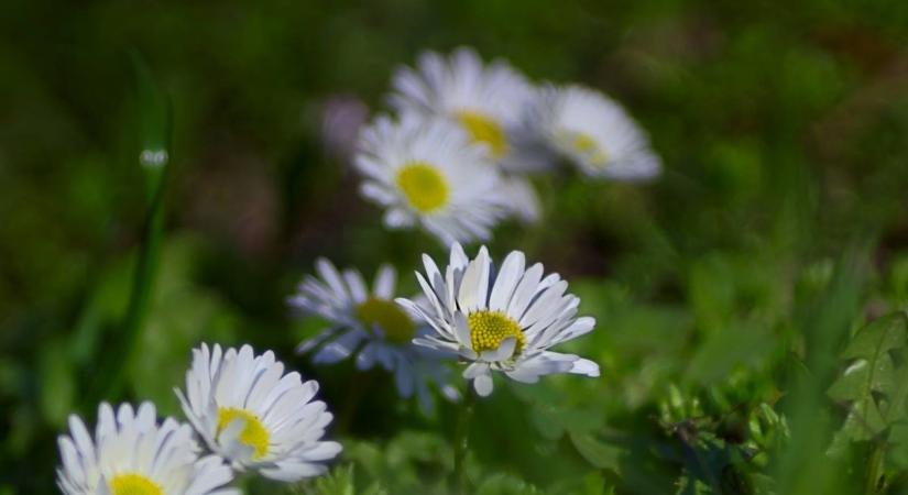 Napsütés és fátyolfelhőzet jellemzi a hétfőt, nyugaton zápor sem kizárt