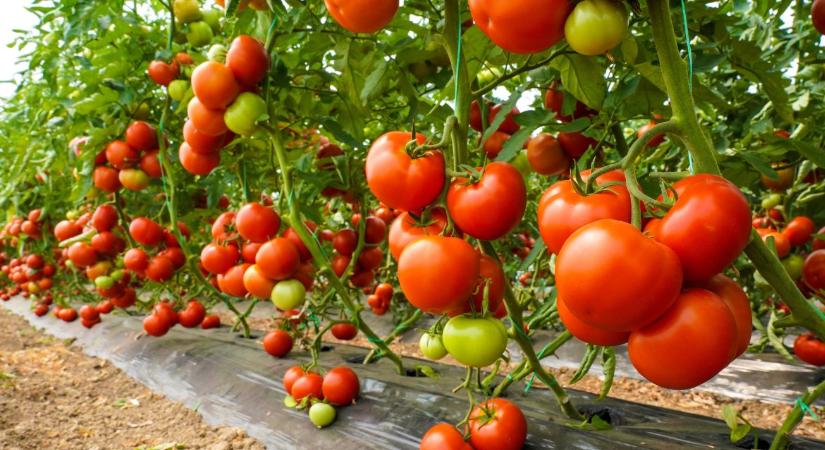 100%-os pusztulás fenyegeti a hajtatott állományokat? A higiénia a túlélés záloga