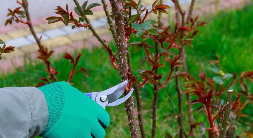 Most vagy soha: Ha elszalasztod a rózsametszés ideális pillanatát, idén kevesebb lesz a virágod