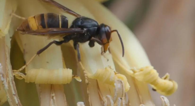 Arte: Hőkamerával átnézi a fákat, a jeladóval felszerelt darazsat pedig okostelefonján követi
