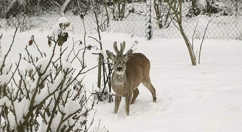 Íme Győzike, az őzike! Ilyen bájos a zalai falusi ház rendhagyó vendége (videó)