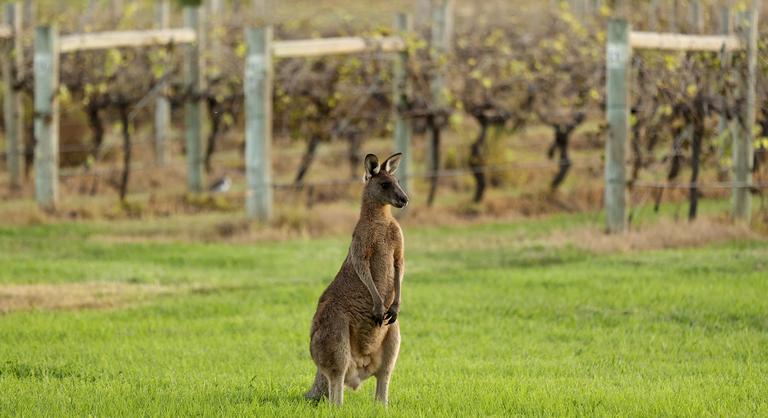 Lyukat rúgott egy nyugdíjas fenekébe egy feldühödött kenguru