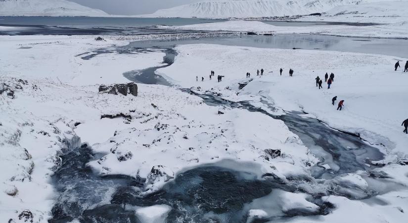 Veszélyeztetett fajok az izlandi menüsoron