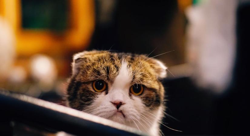 Ebből lehet tudni, hogy a macskád magányos