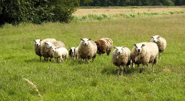 AM: egyedülálló gyeptípusaink megőrzése közös felelősségünk