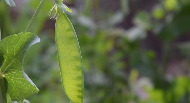 Jó minőségű termést hozott 2025 a szabadföldi zöldségtermesztőknek