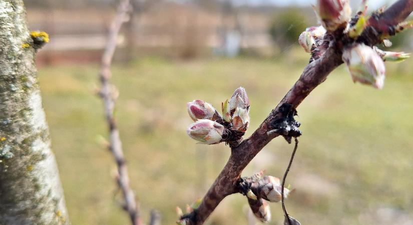 Akár 18 fokot is mérhetünk a héten