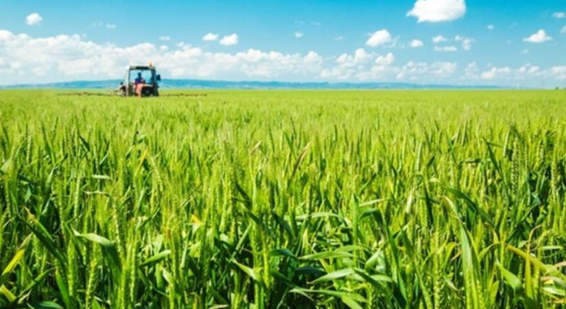 Ezért kulcsfontosságú a talaj pH-ja a búzatermesztés sikeréhez