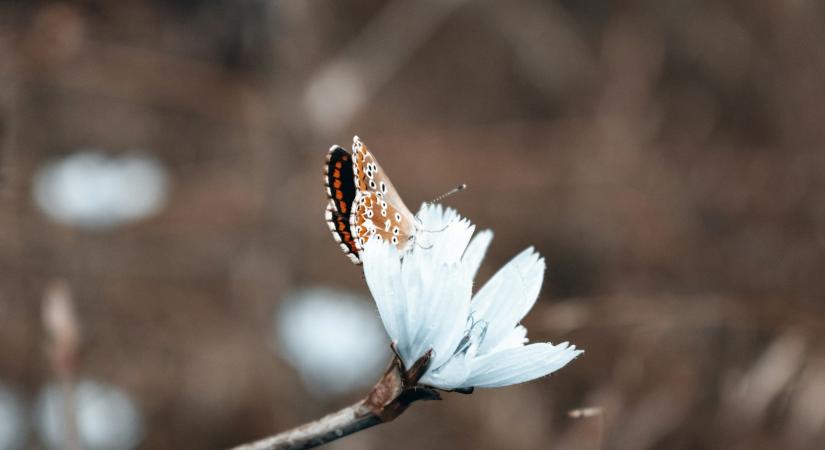 Időjárás 2026. március 2.: Tavaszias, napos hétkezdés közepes felhőréteggel