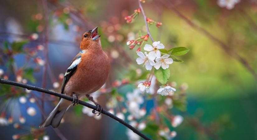 Marad a napos, száraz idő hétfőn is a Kisalföldön