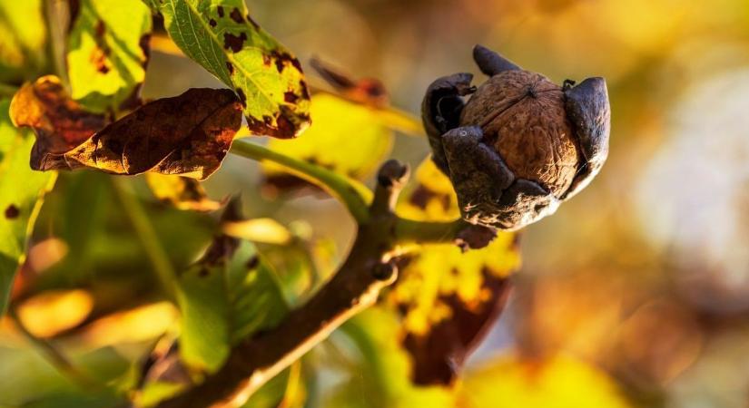 Nemcsak a diófák bánják: a dióburok-fúrólégy pusztítását a vásárlók is keményen megfizetik