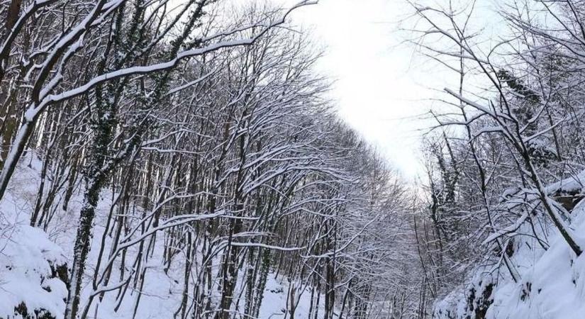Súlyosan sérült túrázóra bukkant a természetvédelmi őr a Bükk mélyén