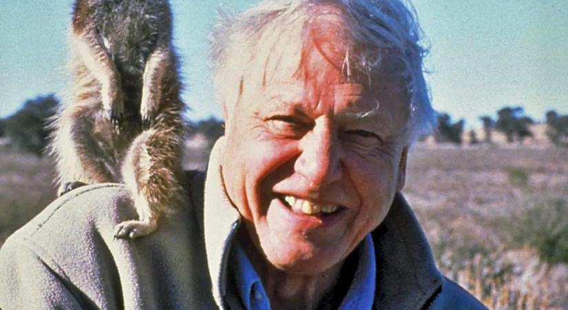 David Attenborough már 99 éves – Így néz ki ma a világ leghíresebb természettudósa