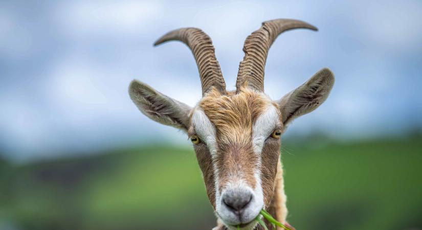 Kecskék harcolnak a Los Angeles-i erdőtüzekkel: így mentik meg a várost