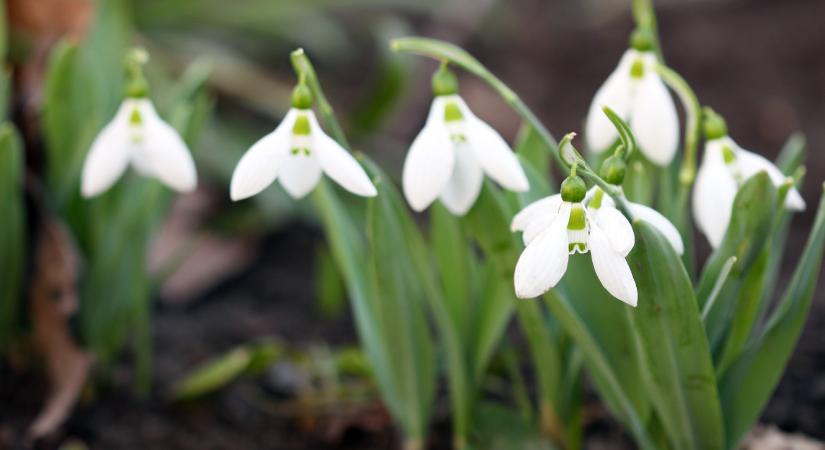 Télfelejtő növények