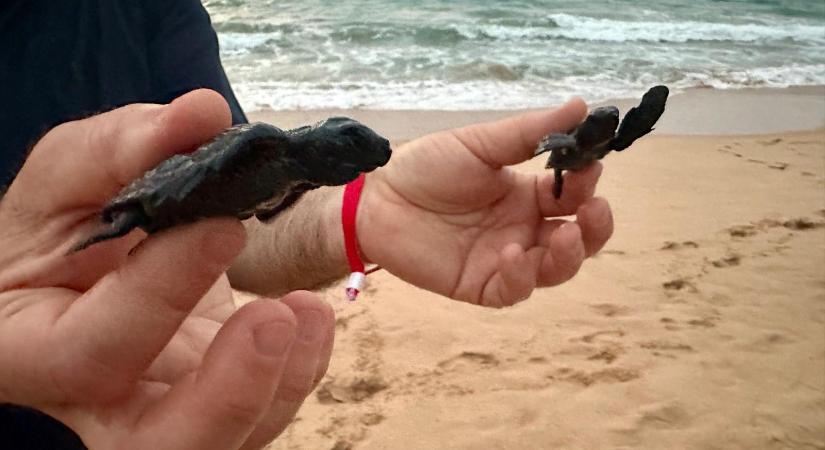 Turisták is segíthetik a tengeri teknősök megmentését Srí Lankán