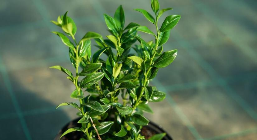 A nők többsége már nem csokorra vágyik nőnapon