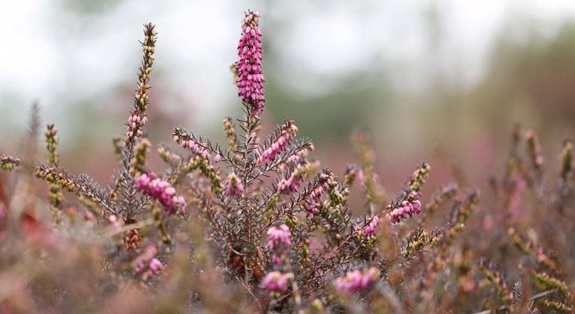 Hobbi vagy gyakorlott kertész vagy? Ott a helyed a borsodi város rendezvényén!