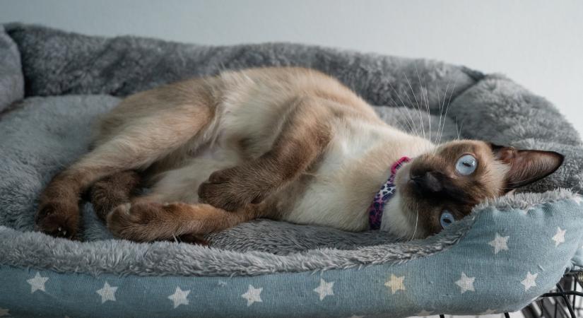 A macskákat is érintheti a patellaficam, nem csak a kutyákat: ezek a jelei