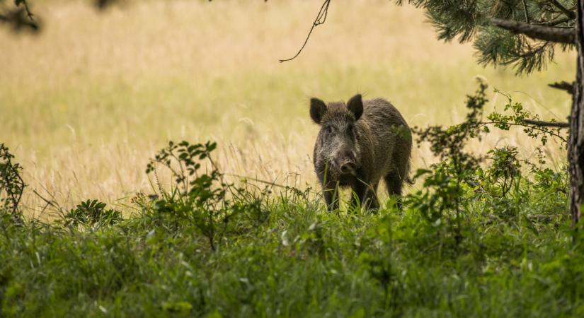 Megerősítették a járványkitörést: tovább terjed a kór ebben a térségben