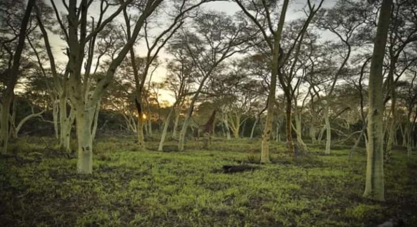 Optikai illúzió: most kiderül, megbízhat-e a látásában