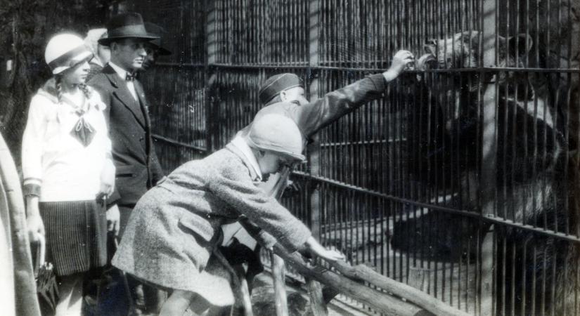 Ezek a félelmetes fenevadak éltek Budapesten – maga az őserdő volt a város – Galéria