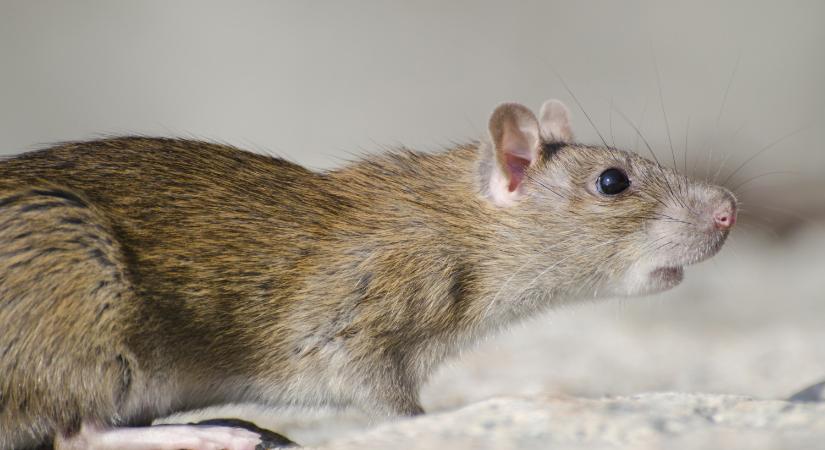 Ütemezett patkányirtás lesz Dorogon