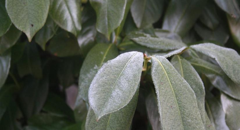 Babérmeggy: a legtöbb kertben sérültek a növények, ezt kell most tenni