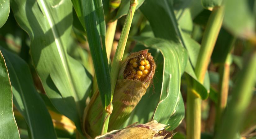 Rovarok segíthetnek az aflatoxin ellen